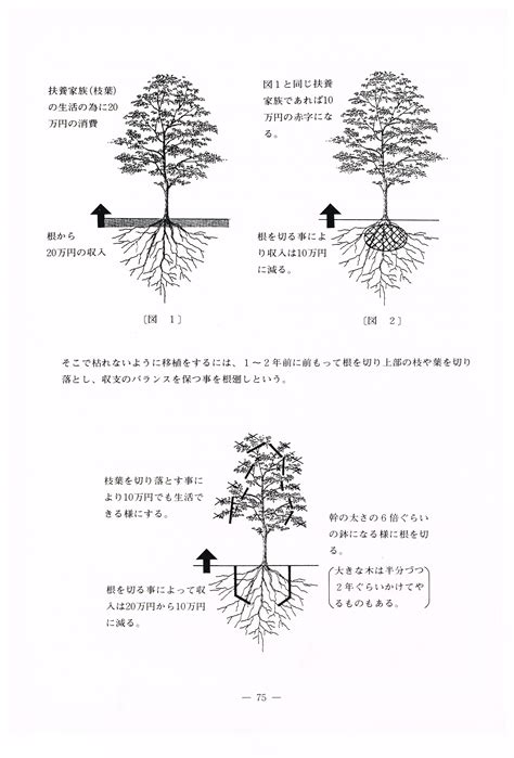 樹木根系